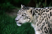 Snow leopard