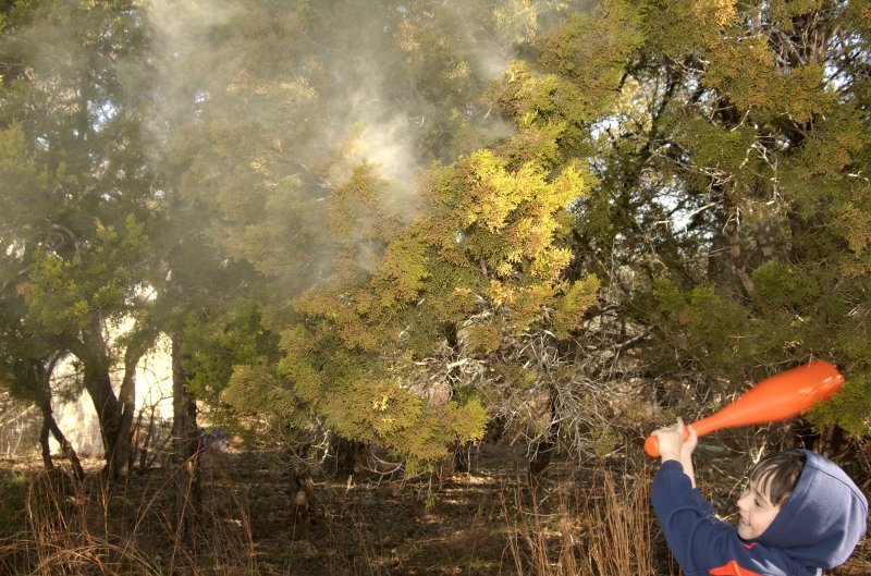 Cedar pollen explosion by digital_house