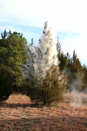Cedar pollen explosion in new jersey by benny bishop