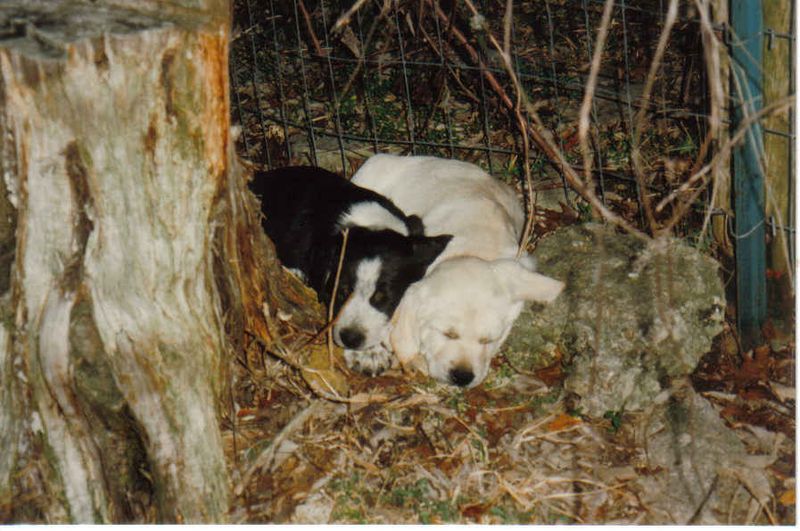 Chewy and charly baby pics 1996