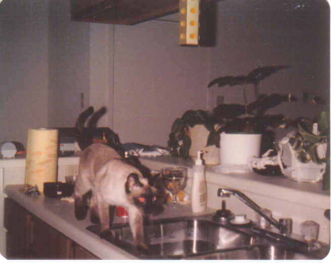 Char - move-in day new condo