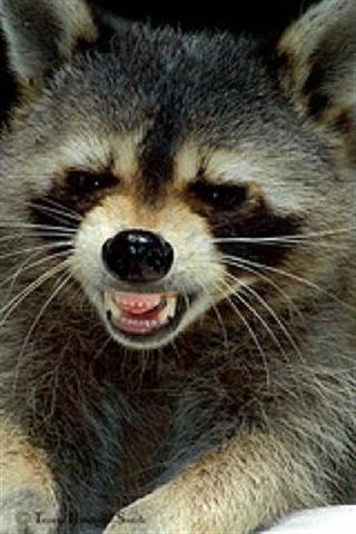Raccoon (Small)