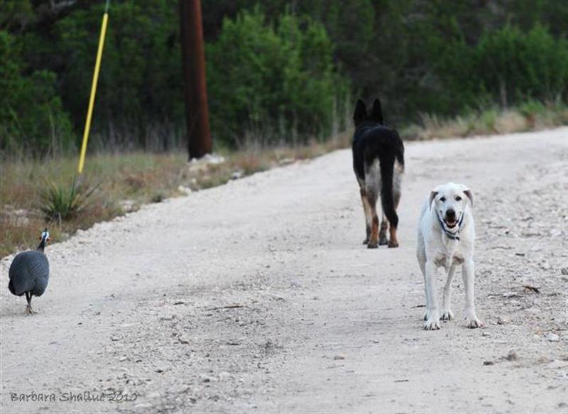 Frankie, charly, max august 2009 (Medium)
