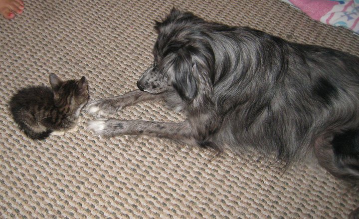 Shari's kitten and april