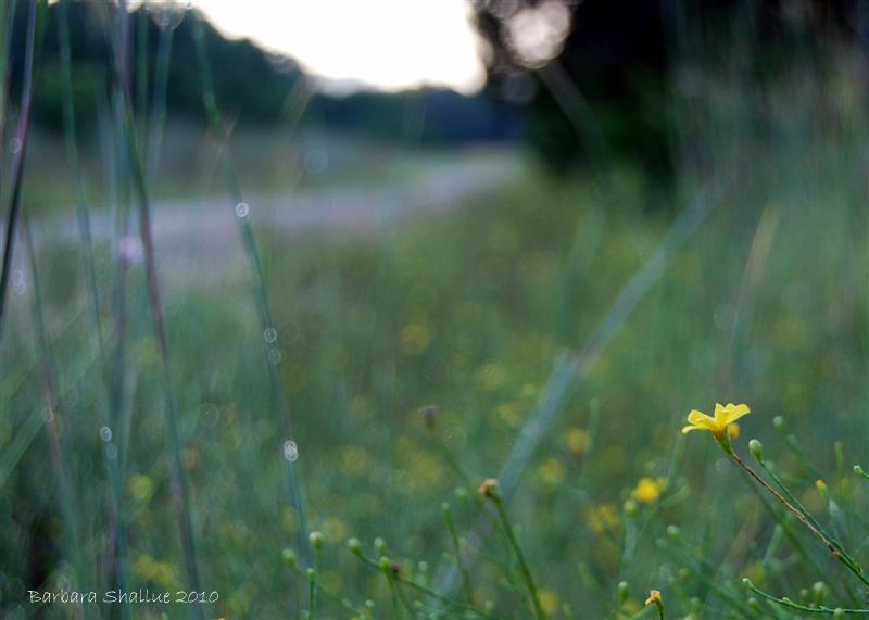 Yellow cropped (Medium)