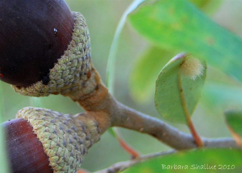 DSC_0034 crop (Medium)