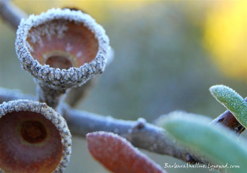 DSC_0138 cropped (Medium)