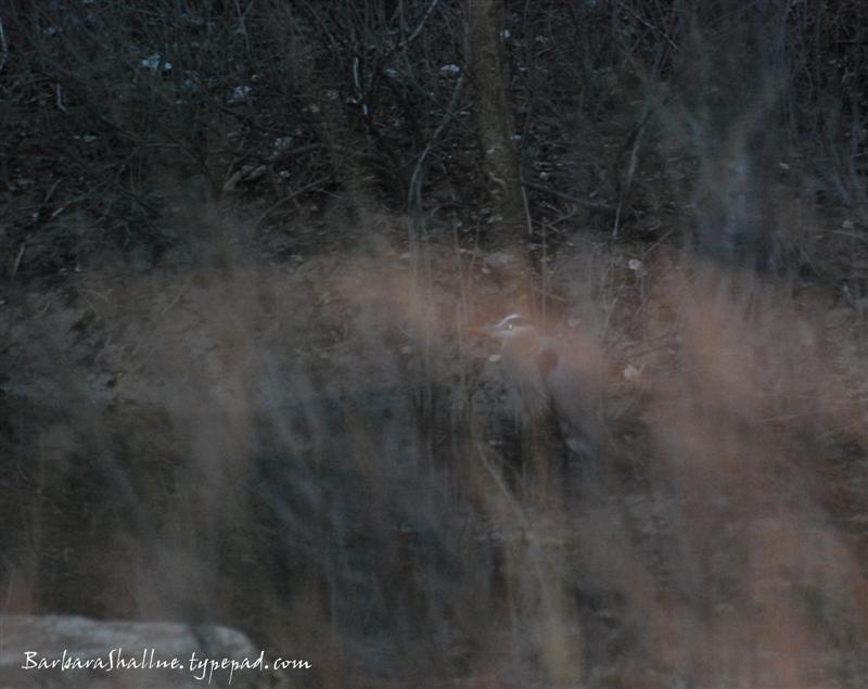 DSC_0115 (Medium) (2)