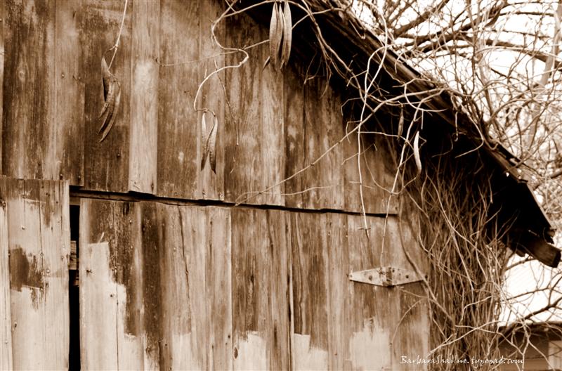 DSC_0069 crop sepia (Medium)