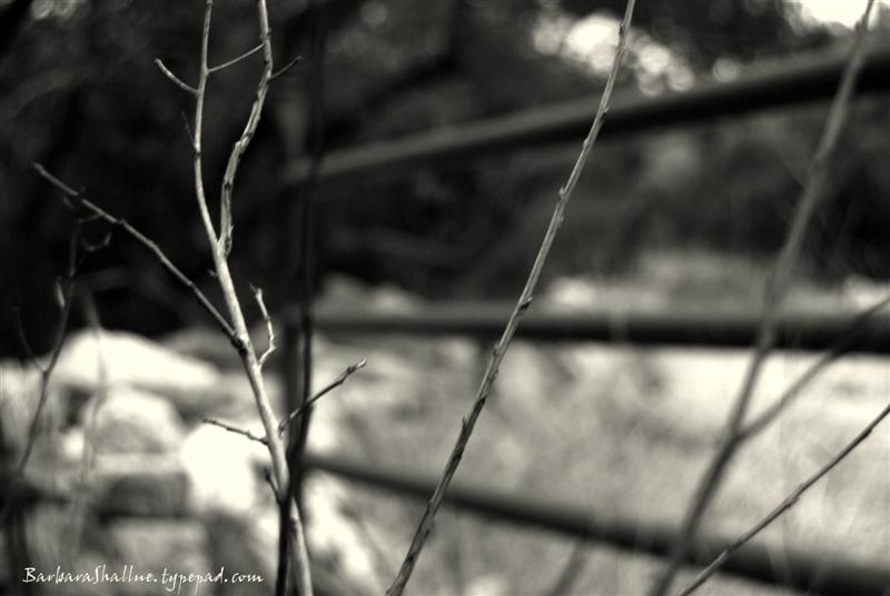 DSC_0001 bw (Medium)