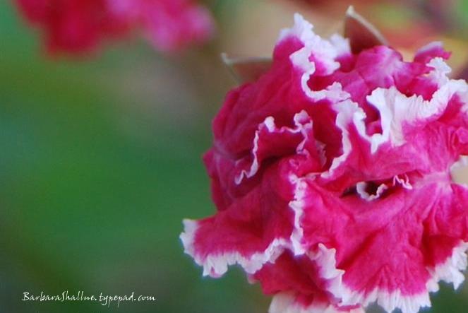 DSC_0070 (Medium)crop