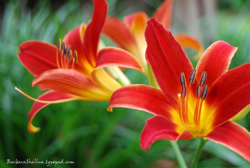 DSC_0015cropsign (Medium)