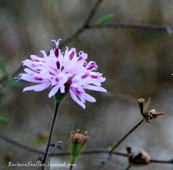 Purple flower crop med.
