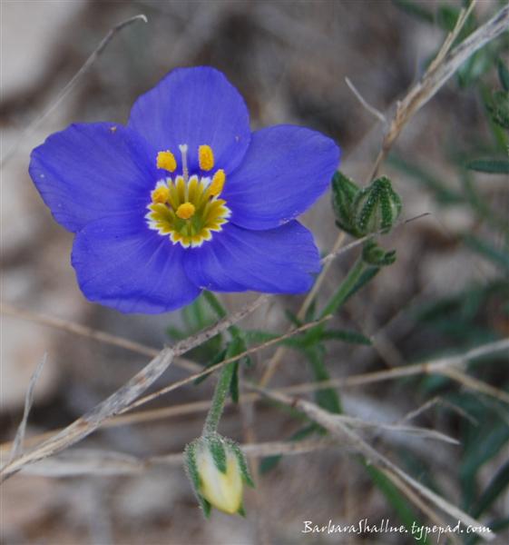 DSC_0028cropscan (Medium)