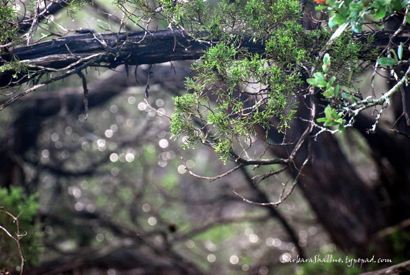 DSC_0007signed (Medium)