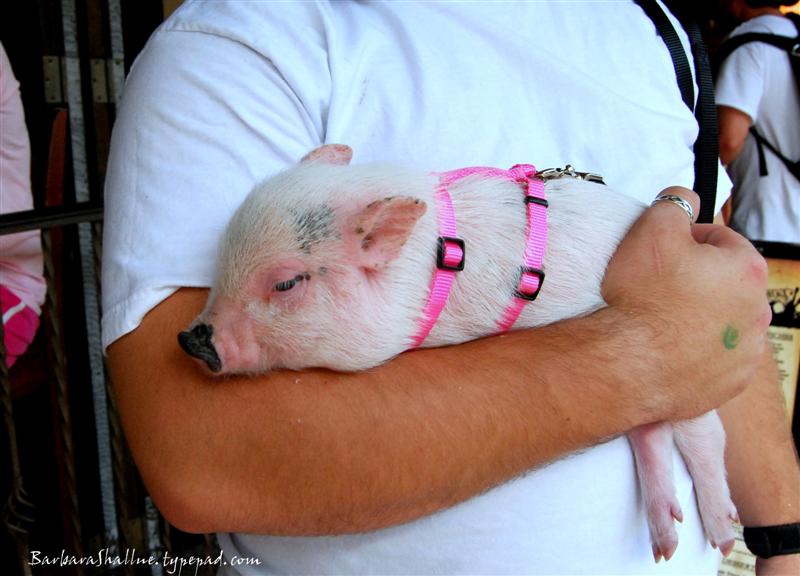 DSC_0087sign2 (Medium)