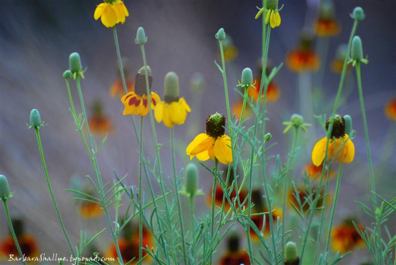 DSC_0003sign (Medium)