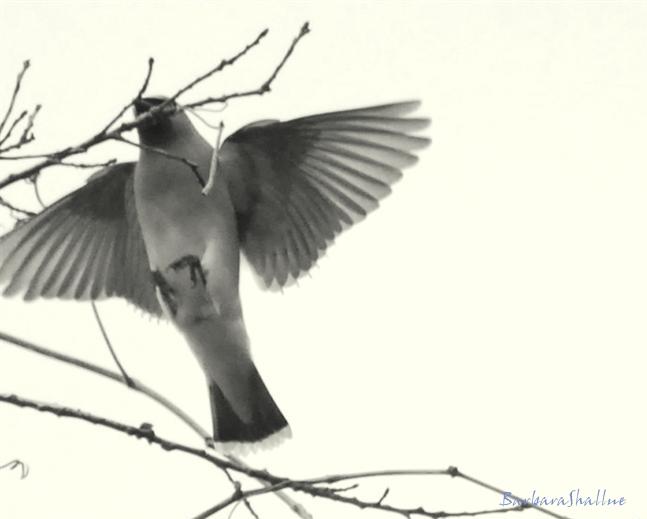 DSC_0108left (Medium)2s