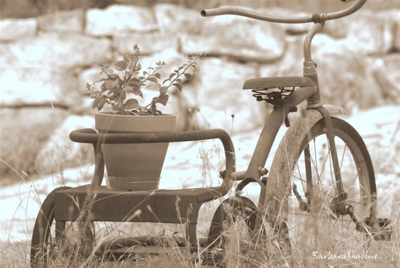 DSC_0086seps (Medium)