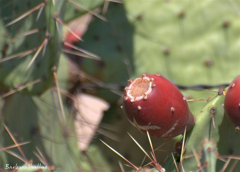 DSC_0075.NEFs (Medium)