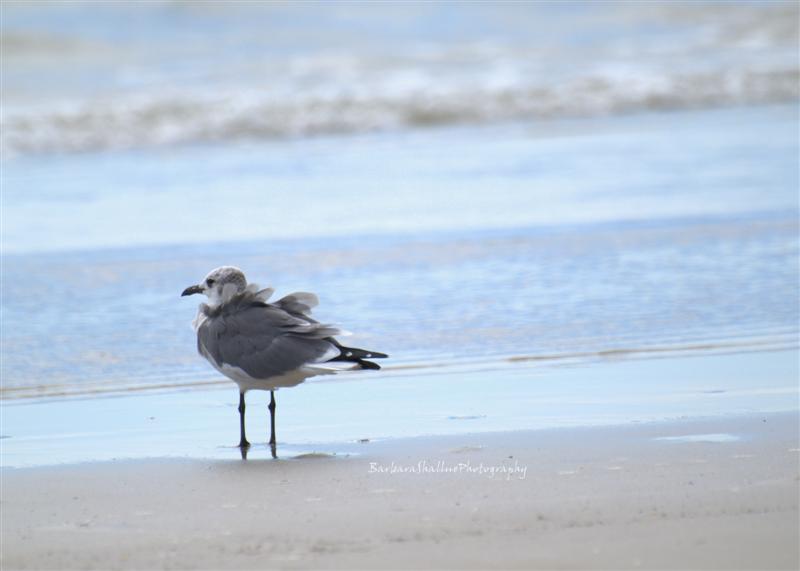 DSC_0073.NEFs (Medium)