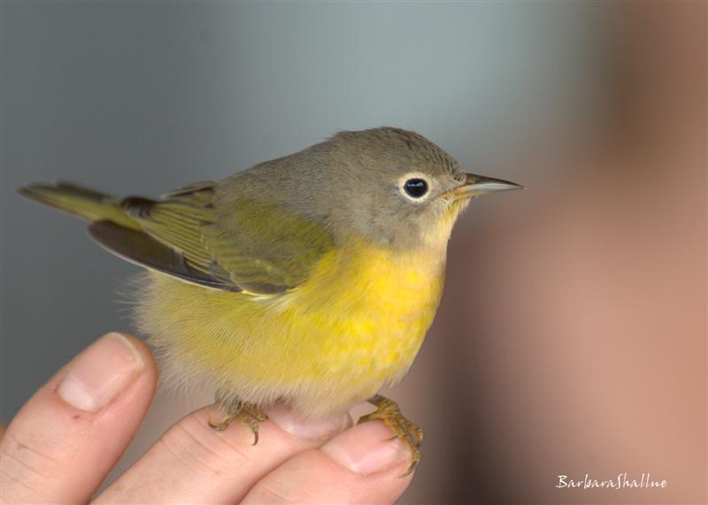 DSC_0046.NEFs (Medium)