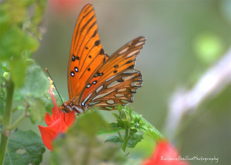 DSC_0411s (Medium) (2)