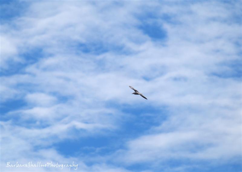 DSC_0127sb (Medium) (2)