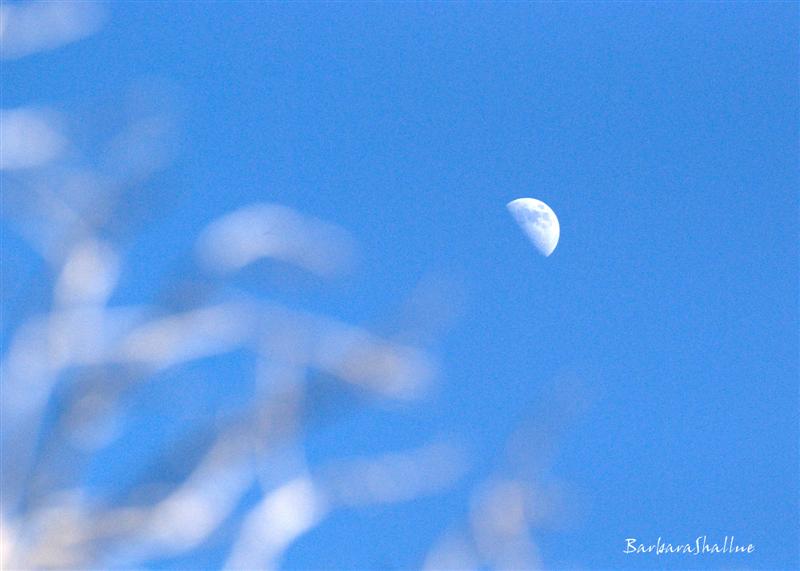 DSC_0523.NEFs (Medium)