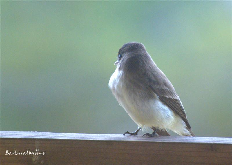 DSC_0978.NEFs (Medium)