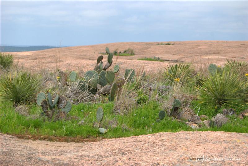 DSC_0164.NEFs (Medium)