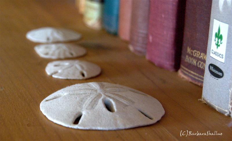 DSC_0071.NEFs (Medium)