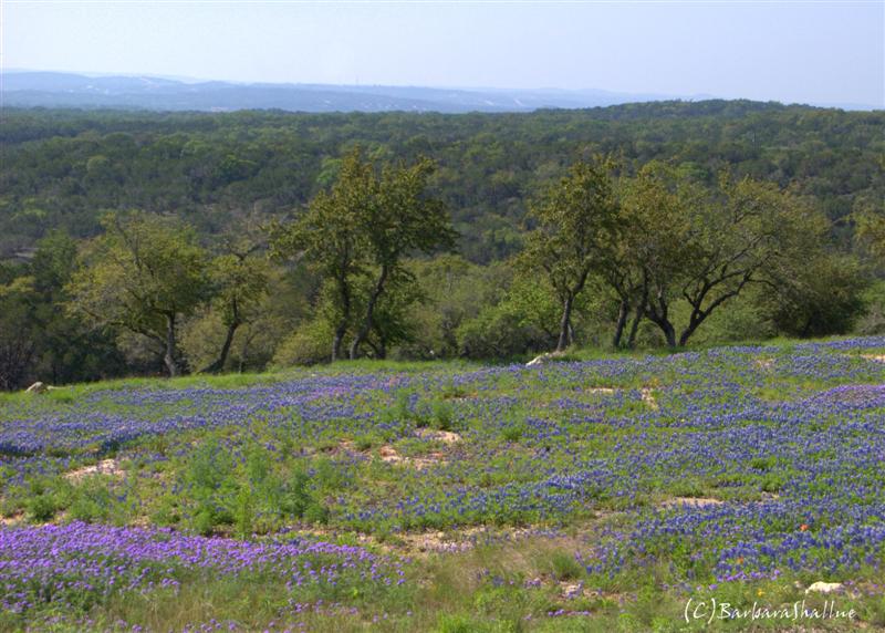 DSC_0074.NEFs (Medium)