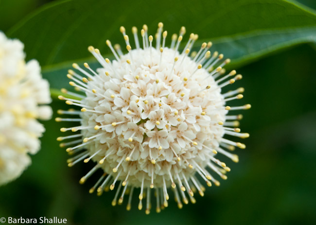 Buttonbush-0004