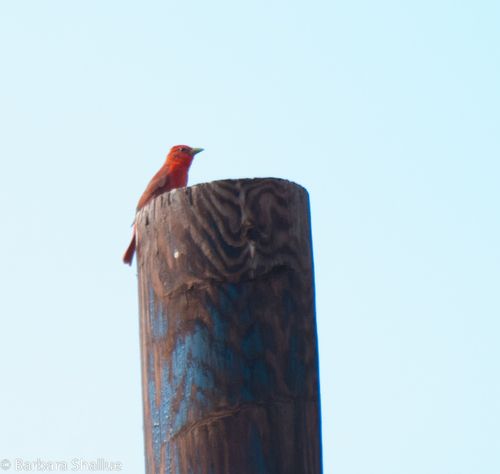 Scarlet tanager-0022-2