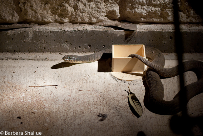 Tarantula sept 12-0034