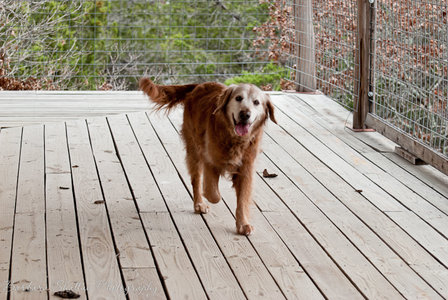 Stray jan 27 13-0002