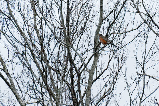 Robin feb 13-0013