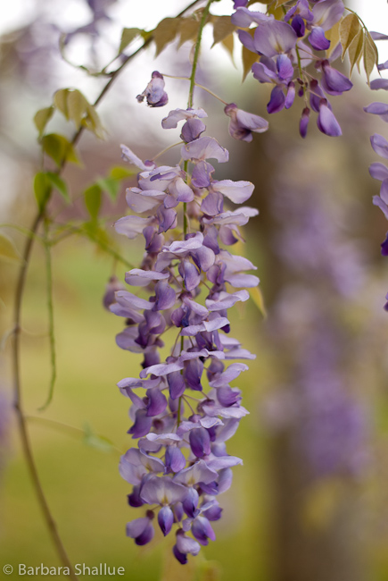 Wisteria-0150