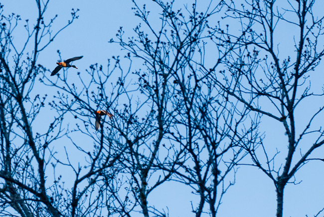 Mallard march 13 13-0021