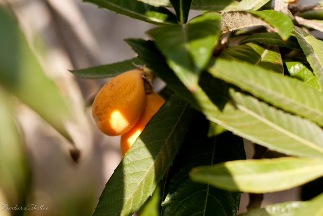 Loquat may 13-0076