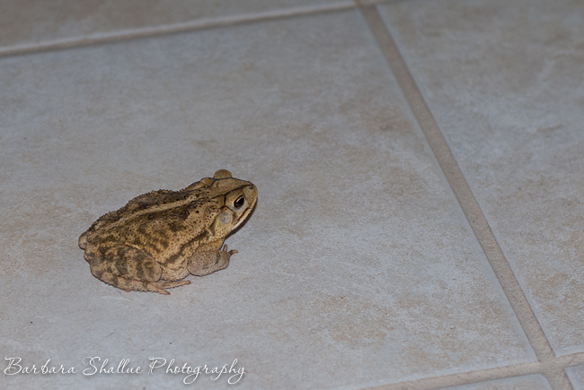 Toad june 13-1