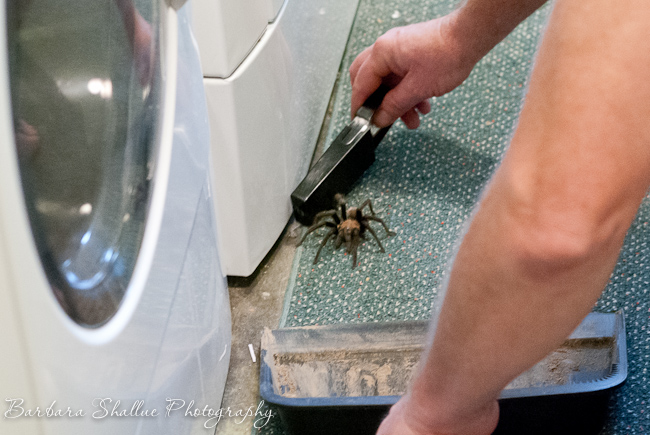 Tarantula june 13-21-2