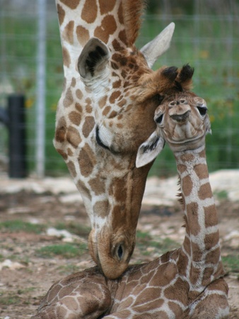 Baby-giraffes-at-Natural-Bridge-Wildlife-Ranch_151055