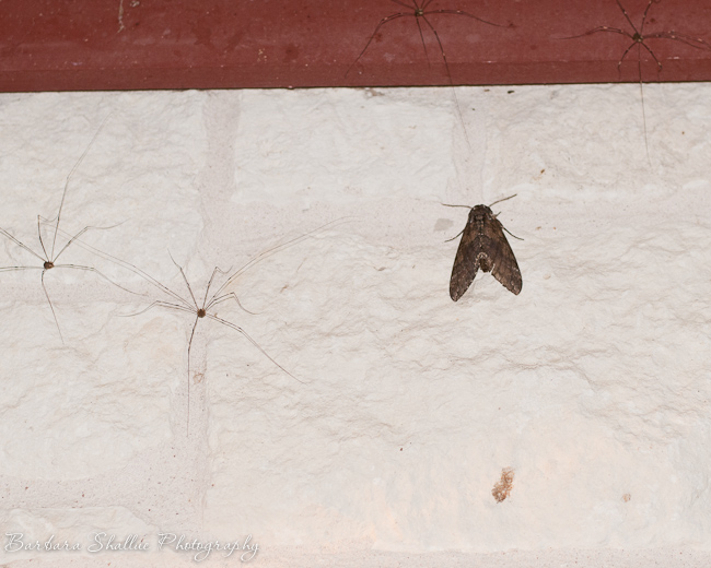 Ddll and moth may 13-13-2