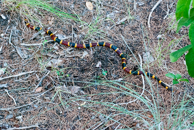 Coral snake july 13-35
