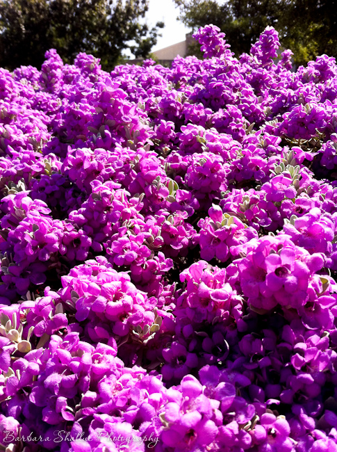 Purple sage aug 13 -1