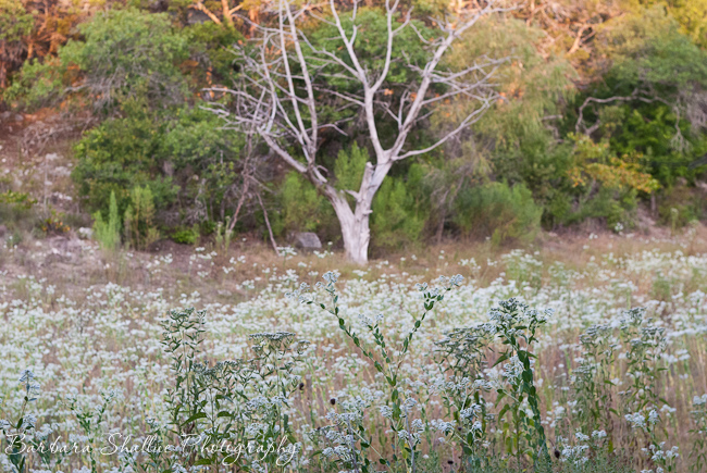 Snow-on-the-prairie august 2013-0111