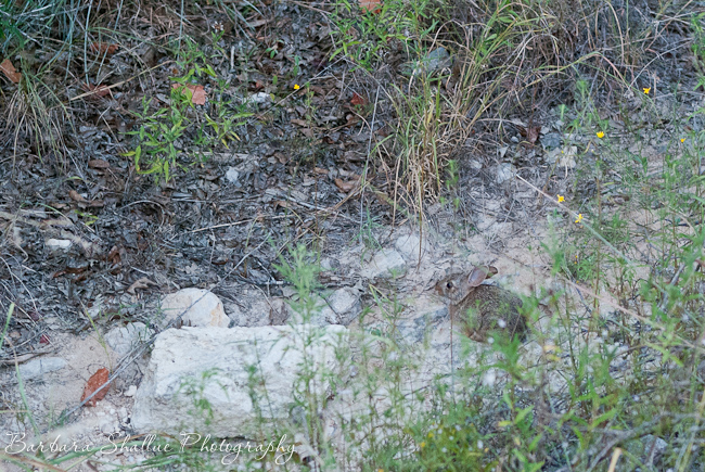 Bunny august 13-0106