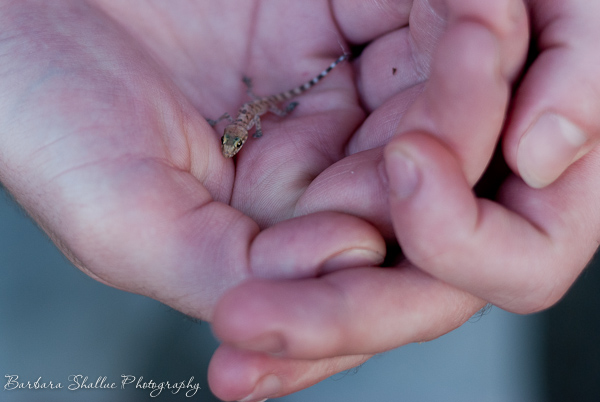 Baby gecko 10 26 13-0348